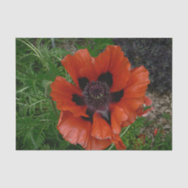 Orientalischer Mohn Seidenpapier