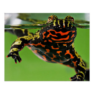 Orientalisches Toad-Glossie Poster
