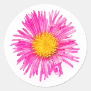 Original niedlicher Single PINK BLUME blühen Pfla Runder Aufkleber