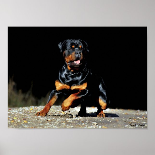 Original Rottweiler Poster (Vorne)