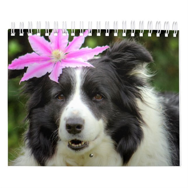 Original Unique Border Collie Dog Kalender (Titelbild)