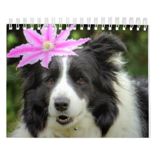 Original Unique Border Collie Dog Kalender