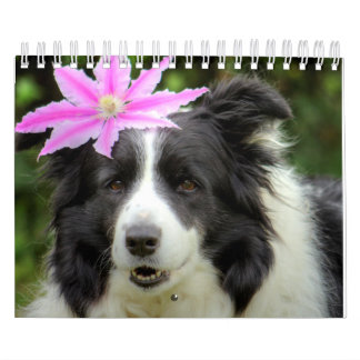 Original Unique Border Collie Dog Kalender