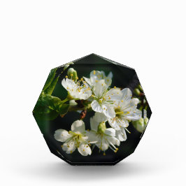 Original White Plum Photo Graduation Art Block