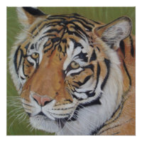 Originalbild des Tigers