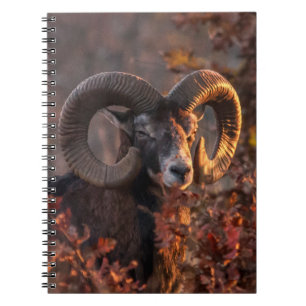 Originale Wildtierfotografie Herbst-Moufflon-Widde Notizblock