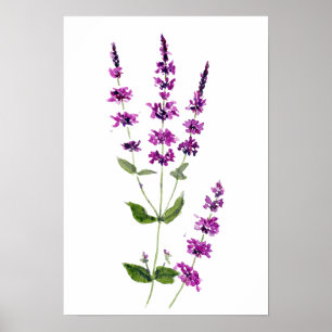 Originales Aquarell-Gemälde lila Salbei-Blumen Poster