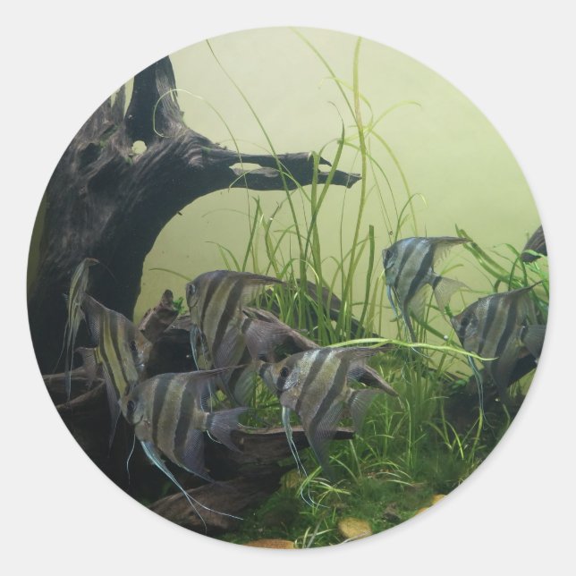 Orinoco Angelfish Stickers (Vorderseite)