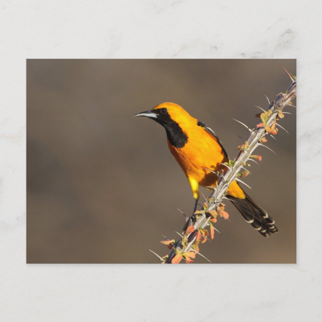 Oriole in einem Zweig Postkarte (Vorderseite)