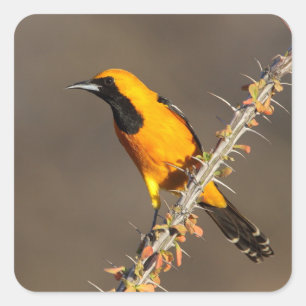 Oriole in einem Zweig Quadratischer Aufkleber