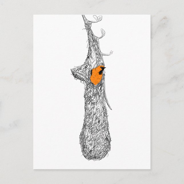 Oriole Nest Postkarte (Vorderseite)