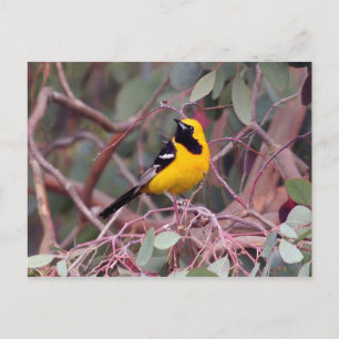 Oriole Postcard Postkarte