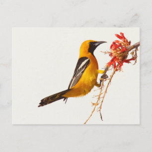 Oriole Postkarte