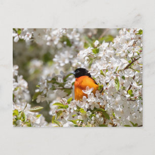 Oriole und Dogwood Postkarte