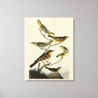 Orioles, Thrushes, von Audubons Vögeln von Amerika