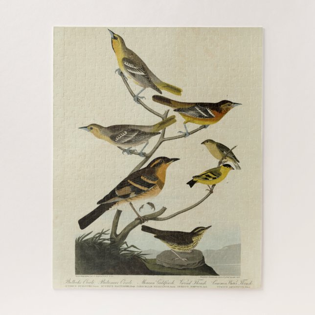 Orioles, Thrushes, von Audubons Vögeln von Amerika Puzzle (Vertikal)