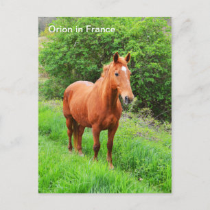 Orion-Pferd in Frankreich Postkarte