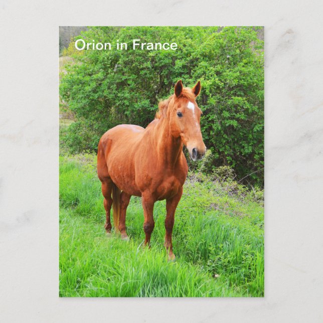 Orion-Pferd in Frankreich Postkarte (Vorderseite)