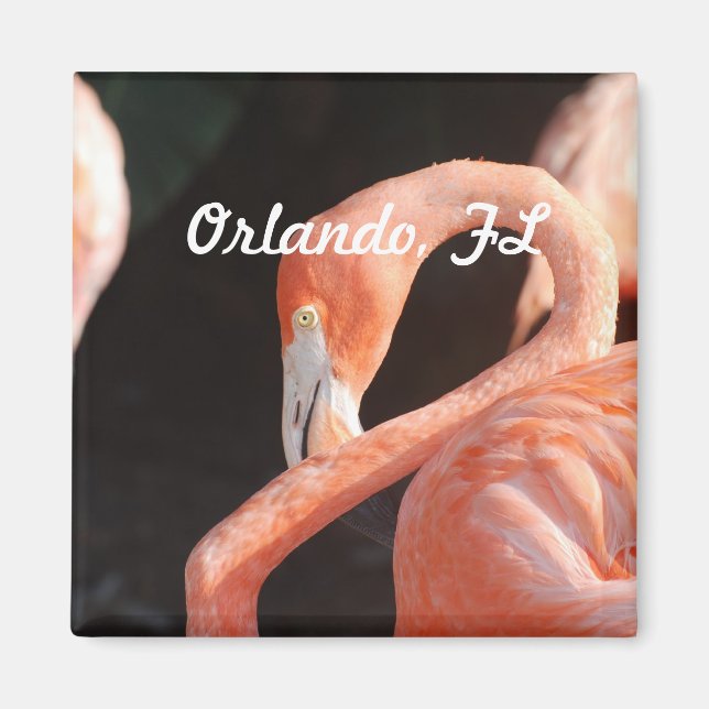 Orlando Magnet (Vorne)