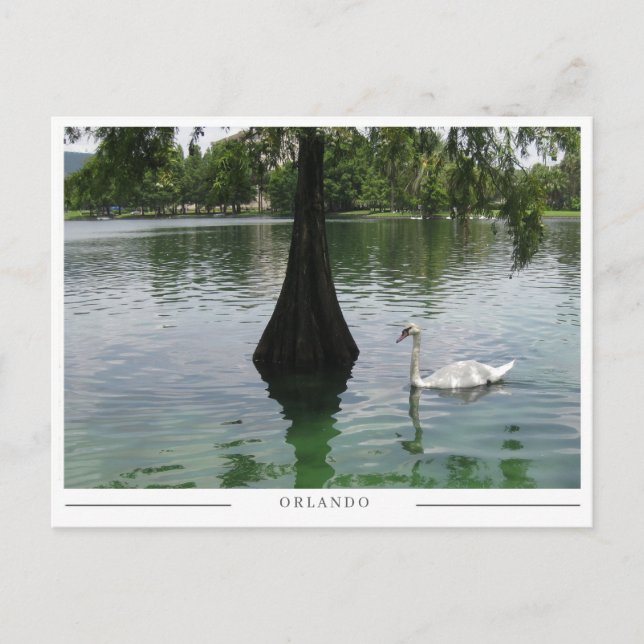 Orlando Swan - Park Lake in Florida Postkarte (Vorderseite)