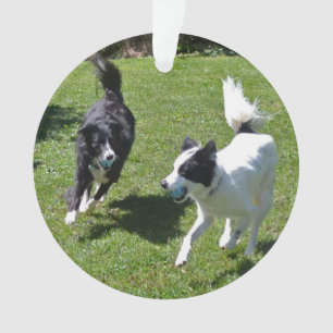 Ornament - Colliese, die Ball spielen