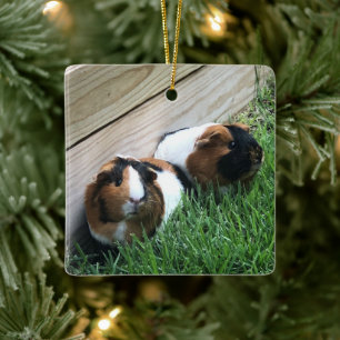 Ornament - Guinea Schweine