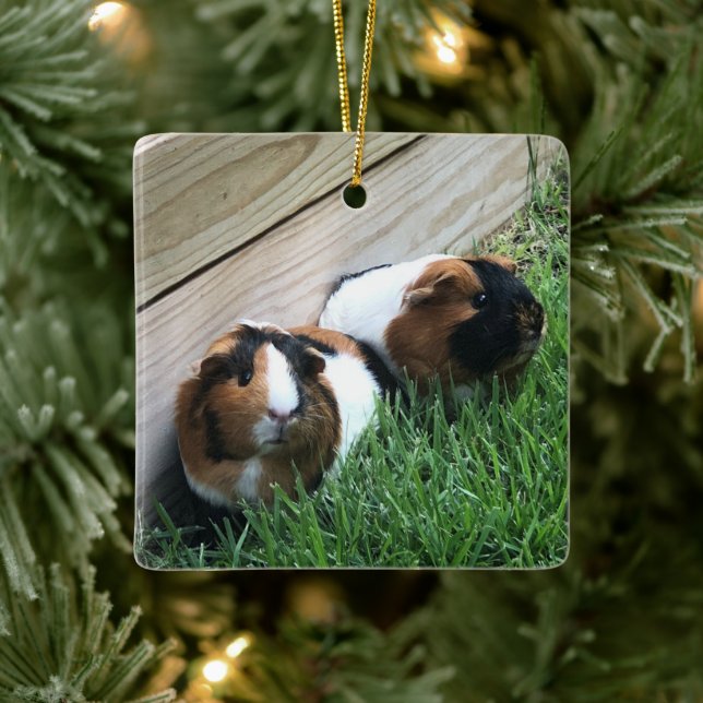 Ornament - Guinea Schweine (Baum)