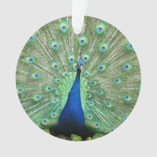 Ornament - Pfau