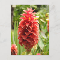 Ornamental Ginger Postkarte