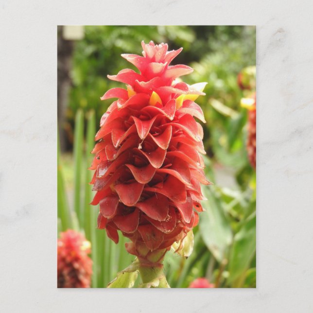 Ornamental Ginger Postkarte (Vorderseite)