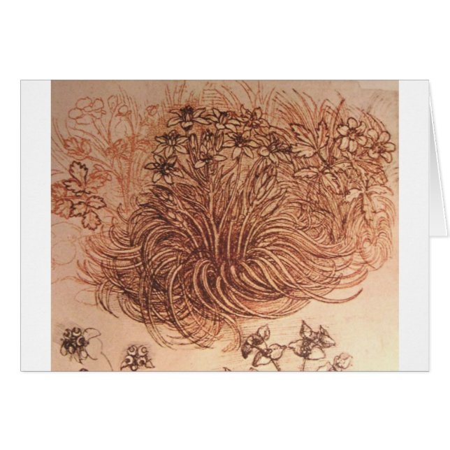 Ornithogalum (Stern von Bethlehem) (Vorderseite (Horizontal))