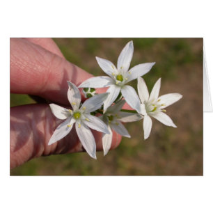 Ornithogalum umbellatum