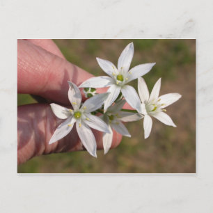Ornithogalum umbellatum postkarte