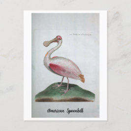 Ornithologie - Amerikanische Spoonbill Postkarte