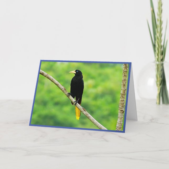 Oropendola Faltkarte Dankeskarte (Vorderseite)