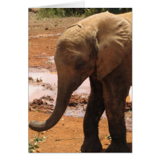 Orphan Baby Elephant