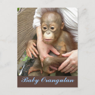 Orphan Baby Orangutan Postkarte
