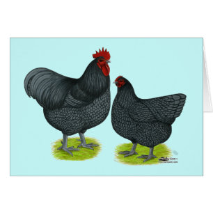 Orpington:  Blaue Paare