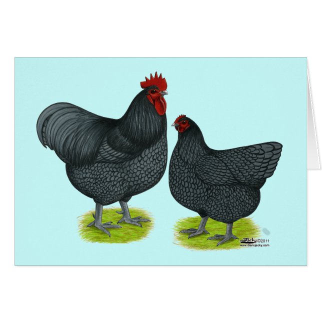 Orpington:  Blaue Paare (Vorderseite (Horizontal))