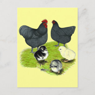 Orpington Blue Chicken Family Postkarte