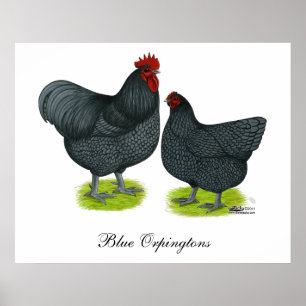 Orpington: Blue Pair Poster
