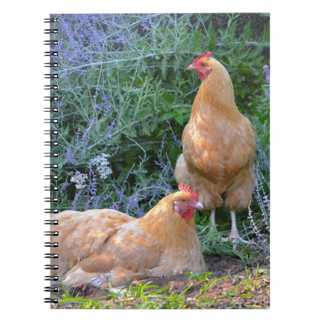 Orpington Hen-Notebook Notizblock (Vorderseite)