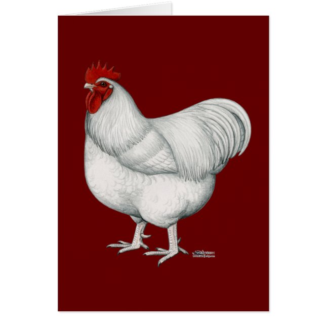 Orpington Weiß-Hahn (Vorne)