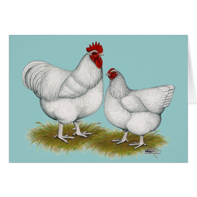 Orpington: Weißes Paar (Vorderseite (Horizontal))