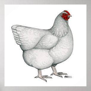 Orpington White Hen Poster