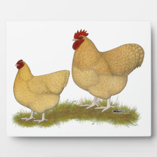 Orpingtons Lemon Cuckoo Fotoplatte