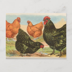 Orpingtons Postkarte