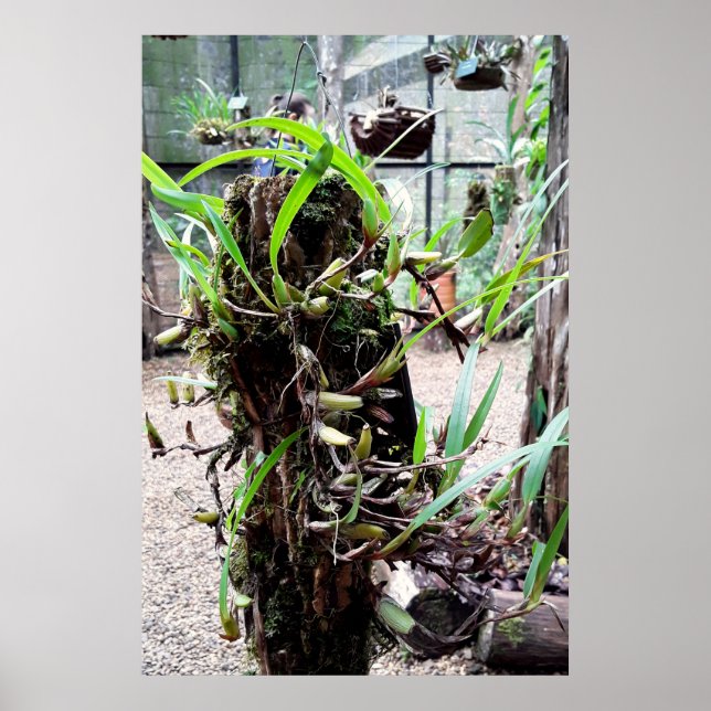 orquidea poster (Vorne)