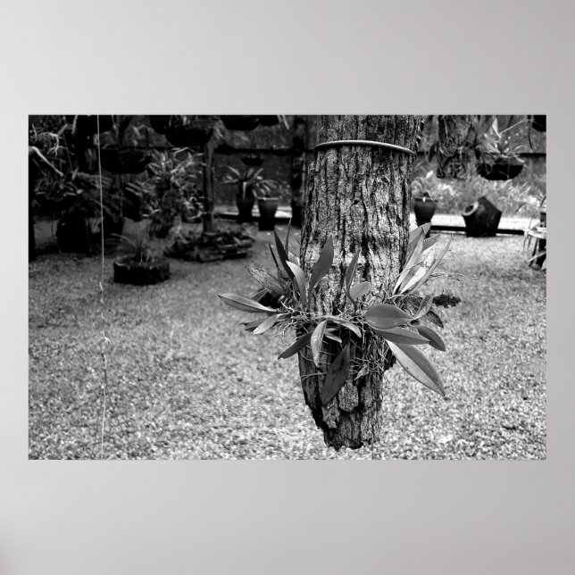 orquideas 02 poster (Vorne)