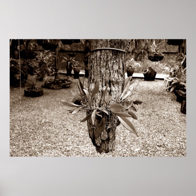 orquideas 03 poster (Vorne)